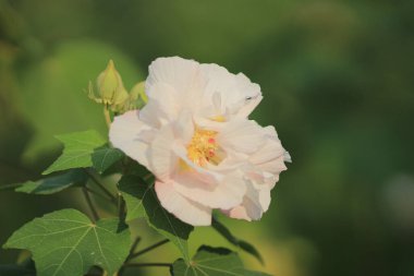 Bir Hibiscus bahçedeki çiçekleri bozar..