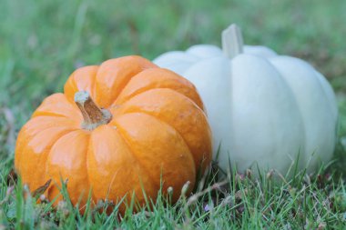 Çimlerin üzerinde bir balkabağı. Sonbahar için büyük resim
