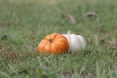 Çimlerin üzerinde bir balkabağı. Sonbahar için büyük resim