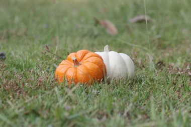 Çimlerin üzerinde bir balkabağı. Sonbahar için büyük resim