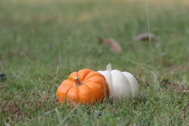 Çimlerin üzerinde bir balkabağı. Sonbahar için büyük resim