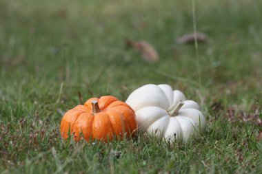 Çimlerin üzerinde bir balkabağı. Sonbahar için büyük resim