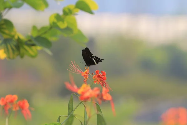 Papillon Sur Une Fleur Image Belle Idée — Photo