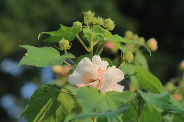 Квітка Гібіскуса Мутадіс Саду — стокове фото