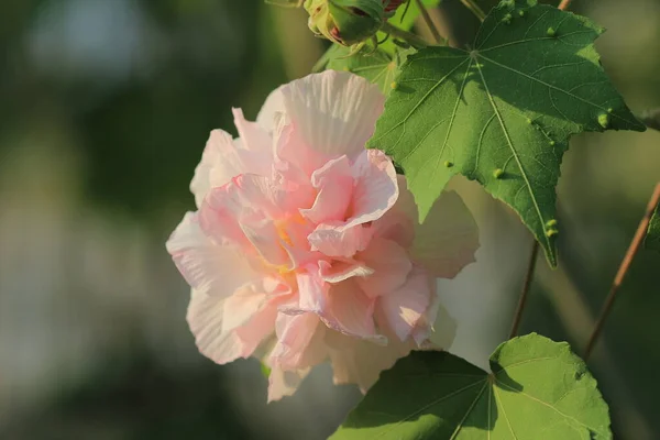 Rosa Rosa Algodón Jardín Hibiscus Mutabilis Linn — Foto de Stock