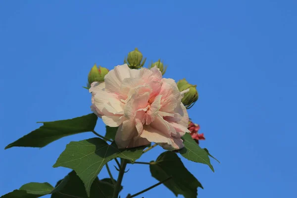Una Flor Hibiscus Mutabilis Jardín — Foto de Stock