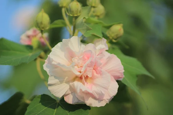 Hibiscus Mutabilis Flower Garden — Stock Photo, Image