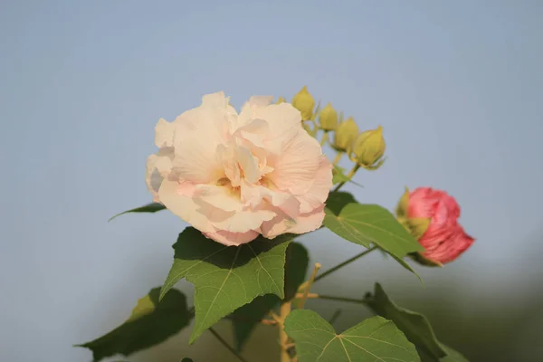 Una Flor Hibiscus Mutabilis Jardín — Foto de Stock