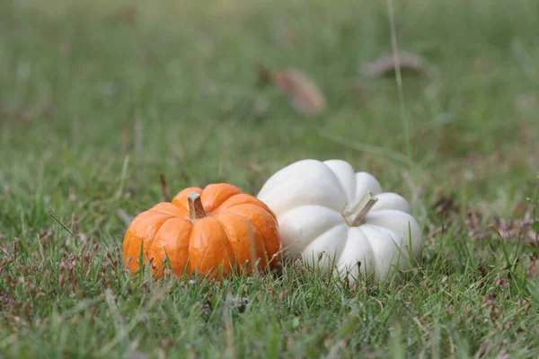 Pumpkins Grass Great Image Fall — Stock Photo, Image