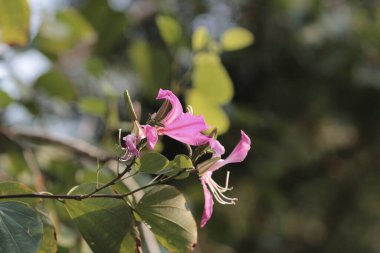 Doğa konsepti, bahçedeki çiçek.