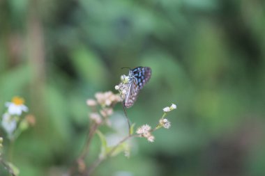 the wild insect , the nature concept image