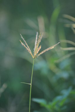 Bitki örtüsü, doğa konsepti.