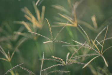 Bitki örtüsü, doğa konsepti.