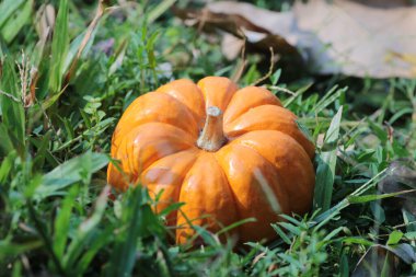 Çimlerin üzerinde bir balkabağı. Sonbahar için büyük resim