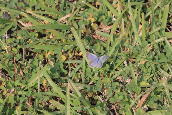 stock image the wild insect , the nature concept image