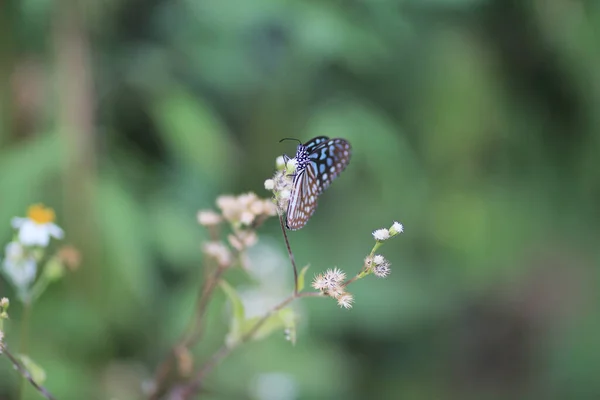 Wild Insect Nature Concept Image — Photo