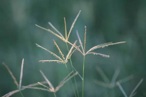 植物の風景 自然概念 — ストック写真