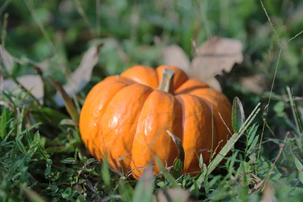 stock image a pumpkins on grass. great image for Fall