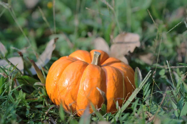 Ein Kürbis Auf Gras Tolles Image Für Den Herbst — Stockfoto
