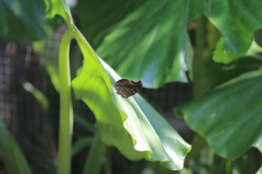 the wild insect , the nature concept image