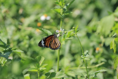 the wild insect , the nature concept image