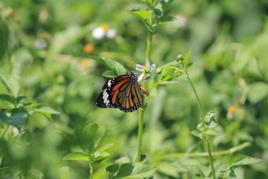 the wild insect , the nature concept image