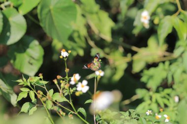 the wild insect , the nature concept image