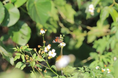 the wild insect , the nature concept image