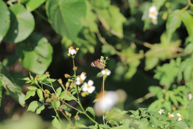 the wild insect , the nature concept image
