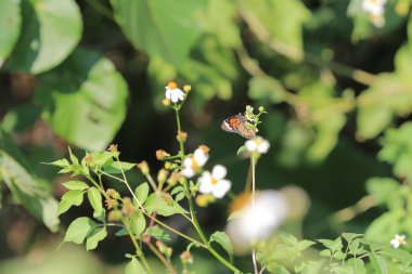 the wild insect , the nature concept image