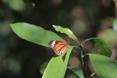 the wild insect , the nature concept image