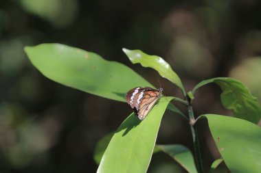 the wild insect , the nature concept image
