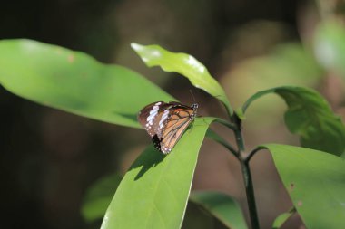 the wild insect , the nature concept image