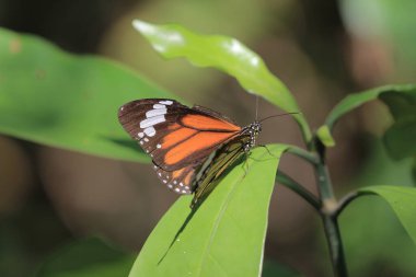 the wild insect , the nature concept image