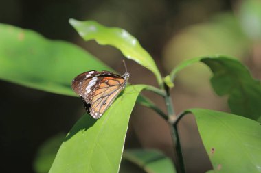 the wild insect , the nature concept image