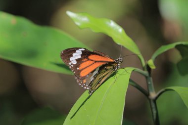 the wild insect , the nature concept image