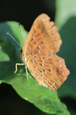 the wild insect , the nature concept image