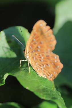 the wild insect , the nature concept image