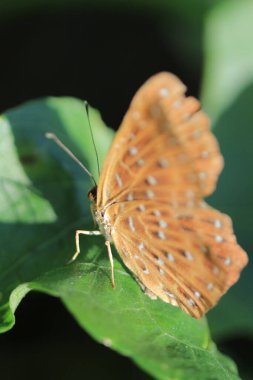 the wild insect , the nature concept image