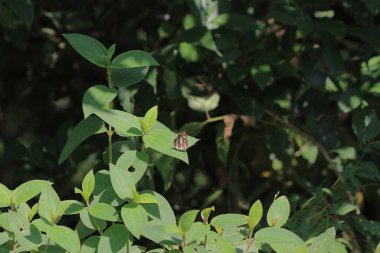 Bitki örtüsü, doğa konsepti.