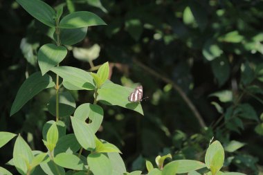 Bitki örtüsü, doğa konsepti.
