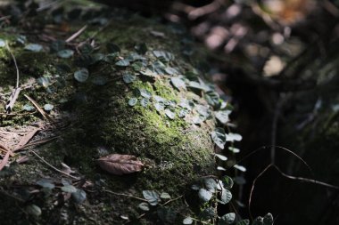 Bitki örtüsü, doğa konsepti.