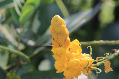 Doğa konsepti, bahçedeki çiçek.