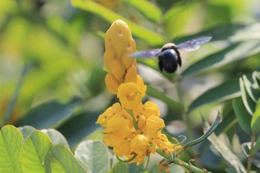 Doğa konsepti, bahçedeki çiçek.