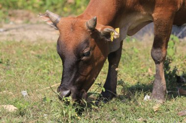 Bir inek tarlada ot yiyor.,