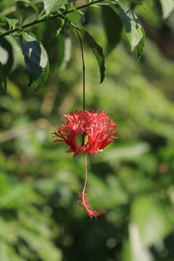 Yakın plan, parlak kırmızı Hibiscus Şizepetulus çiçek başı.