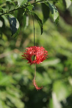 Yakın plan, parlak kırmızı Hibiscus Şizepetulus çiçek başı.