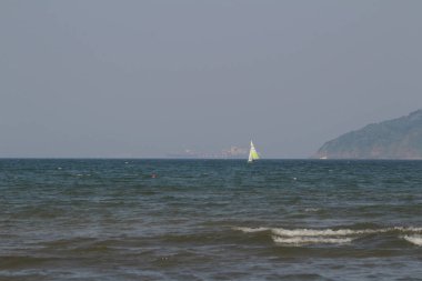 the wild insect , the nature concept image