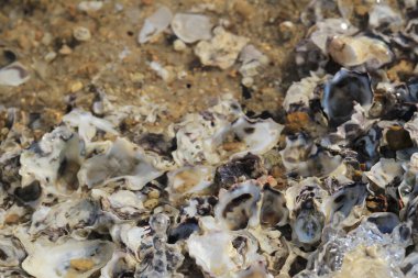 Hong Kong sahilindeki istiridye kabuğu.