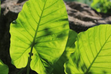 Yaprak resmi, doğa konsepti fotoğrafı.